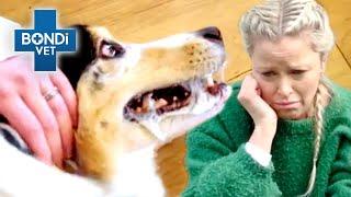 Horrific Seizures Suffered By Vets Own Dog  Bondi Vet Clips  Bondi Vet