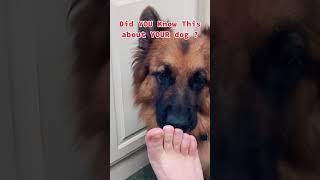 Why Do Dogs Always Lick Your Feet