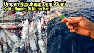 Mancing Cumi-Cumi di Malam Hari. Sangat Gacor Pakek Umpan Ini