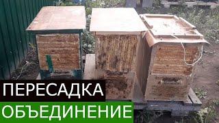 3 роя за один раз Пересадка и объединение роёв