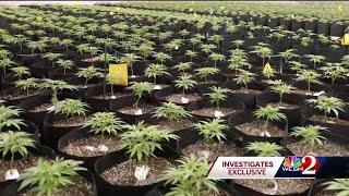Trulieve CEO gives tour of Florida facility says voters should decide on recreational pot