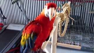 LARGE SINGING - DANCING - TALKING MACAW