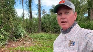 Bobwhite Quail release