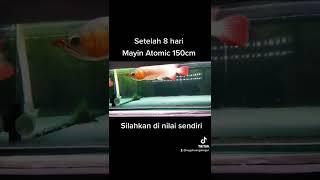 setelah 8 hari pemakaian lampu mayin atomic pada tank 150cm