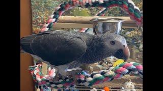 #63 TIMNEH AFRICAN GREY TALKING SPEAKS ENGLISH AND GERMAN PAPAGEI SPRICHT DEUTSCH UND ENGLISCH