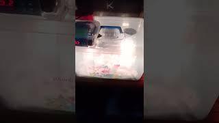 Diy incubator using plastic container simple and easy to make@incubator maker vlogs