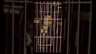 sad status  punjabi song  parrot Slomo  pets  New status 2021  Punjabi song  sad Punjabi song