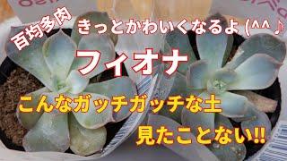 多肉植物Ⅴlog257百均多肉フィオナをお迎えしました土がガッチガッチで、ビックリしました