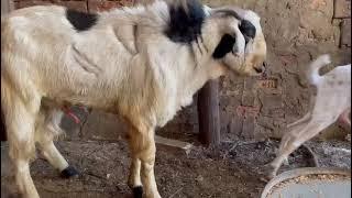 GOAT MATING #goat #matingseason