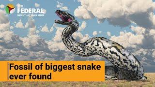 Fossil of largest ever snake on Earth unearthed in Gujarat  The Federal