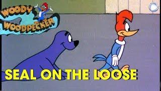 Woody Woodpecker in Seal on the Loose  A Walter Lantz Production