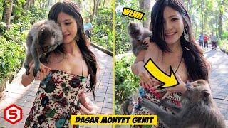 Ups Aksi Monyet Genit Bali Tarik Kemben Turis Cantik Sampe Melorot..Emang Dasar Monyet