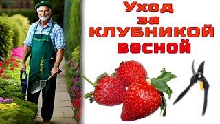 УХОД ЗА КЛУБНИКОЙ ВЕСНОЙ.