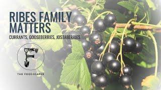 Ribes Family Matters currants gooseberries jostaberries