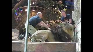 Lion Attacks Zoo Keeper - Lucky Escape For The Guy #Furious #attack#Lion#zoo#wildanimals #wild #life