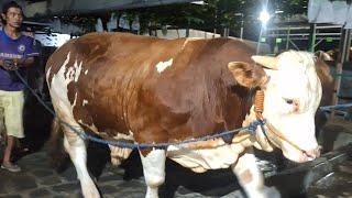 PROSES MUAT SAPI QURBAN KANDANG PEDALAMAN SAMPAI LARUT MALAM‼️