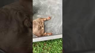 Puppies in pool