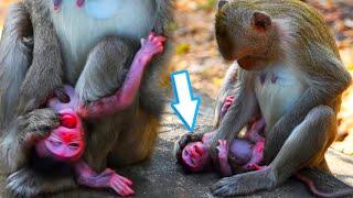 Wow Mom Baloon trying to stop breastfeeding milk her baby. Pitiful a little baby monkey