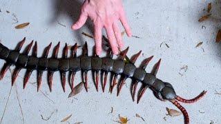 WORLDS LARGEST CENTIPEDE