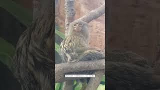 Monyet Terkecil Di Dunia