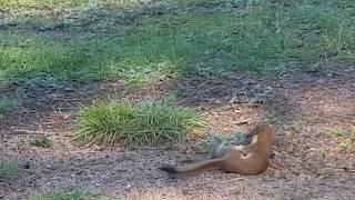 Weasel vs Marmot going for the kill