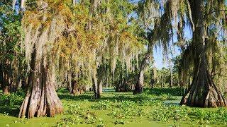 Louisiana Swamp -  Alligators and Cypress with Spanish Moss at Lake Martin Lafayette LA