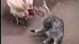 gato vs gallina vealo...impresionante...