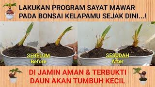 PROGRAM SAYAT MAWAR BONSAI KELAPA AGAR DAUN TUMBUH KECIL DARI AWAL