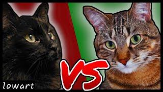 Cat VS Cat - The Ultimate Comparison