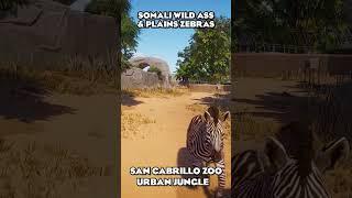 Urban Jungle at San Cabrillo Zoo  #shorts  #planetzoo