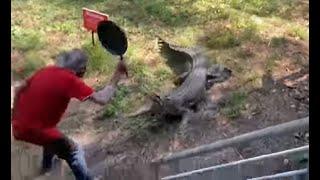 WATCH Man fights off charging crocodile with frying pan video goes viral