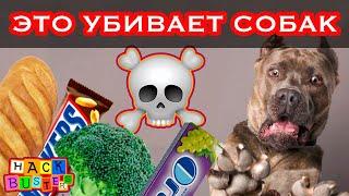 СМЕРТЕЛЬНЫЕ ПРОДУКТЫ ДЛЯ СОБАК - ТОП 10