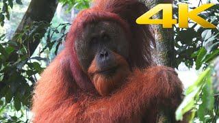 4K  Tropical rainforest of Sumatra in Indonesia