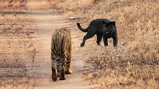 BERANI  Macan Hitam Tidak Takut Bertarung Lawan Harimau  Pertarungan Predator VS Predator