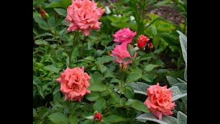 Розы- первый год цветения  Обзор сортов роз в моём саду роз сезон 2020
