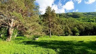 Incredibly Beautiful Secret Valley in the Mountains and the Singing of Forest Birds