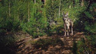 Five adult wolves that take care of united litters