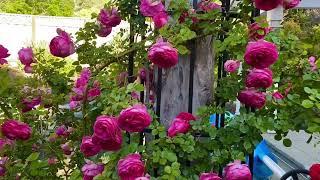 Pretty In Pink Eden Rose 2nd year #rosegarden #diygarden #gardening #organicgardening #rosegardening