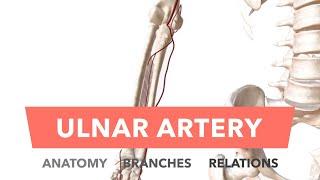 Ulnar Artery - Anatomy Branches & Relations