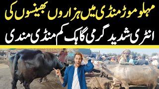 Malumor Mandi Jhang Today  Buffalo Fresh Rates Update  Buffalo Mandi