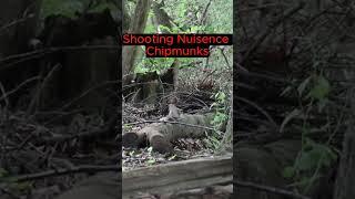 SHOOTING CHIPMUNKS WITH A PELLET GUN ️ #hunting #shorts