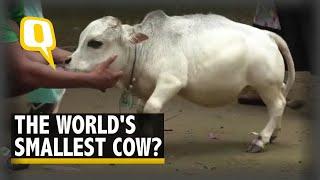 Thousands in Bangladesh Flock to Meet Rani – Worlds Smallest Cow Defying COVID-19 Norms