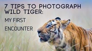 7 Tips To Photograph Wild Tiger My First Encounter