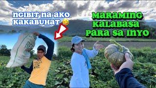 Asian pumpkin farming and harvesting kalabasa farm Ilocos Norte