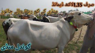 Gondal maweshi Mandi Attock Todays Update.Mandi k Munasib Rate Waly Janwer @Wahbullcrazycow mandi