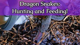 Dragon Snakes Hunting and Feeding  Creatures of Nightshade
