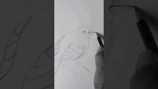 Dibujo Fácil de un Pájaro