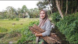 NENG FEBRI  GADIS DESA CANTIK & RAJIN - SUASANA PEDESAAN BANTEN