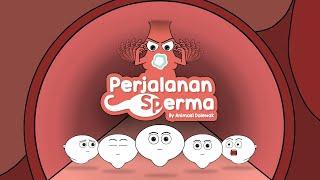 Perjalan Sperma - Animasi Edukasi