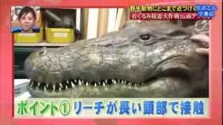 Crazy Japanese Crocodile Prank
